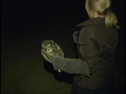 Owl Released Into Wild After Surviving Huge "Sayre Fire" in Sylmar