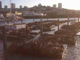Pier 39 Sea Lion Mystery Solved?
