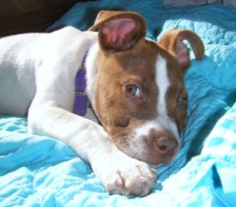 Philly's Adoptable Pets