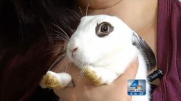 Rescued From Traffickers, Bunny Ready to be Adopted