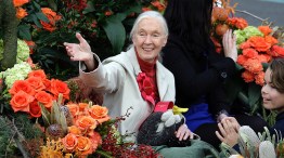 Jane Goodall Serves as Rose Parade Grand Marshal