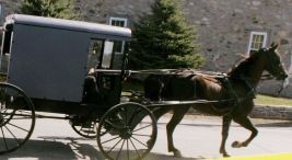 Whoa Nelly! Police chase horse and buggy