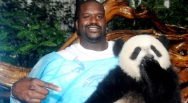 Shaq Panda "Wrestles" at Verizon Center