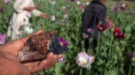 Afghan Drug Trade Persists as U.S Nears Exit