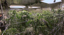 Grow House Thrives in San Fernando Valley