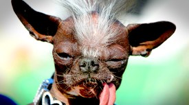 Calling All Ugly Dogs