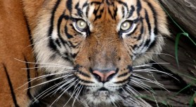 7/24: Music at the Zoo, Jewel, Michael Feinstein