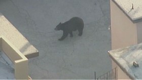 “Meatball” the Bear Returns