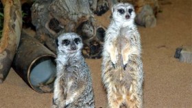 Cute Alert: Meet LA Zoo's New Meerkats