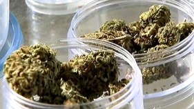 LA Voters Face 3 Medical Marijuana Measures