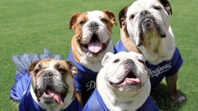 Dodgers to Add a Second Dog Day