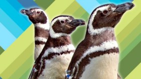 When Penguins Tweet