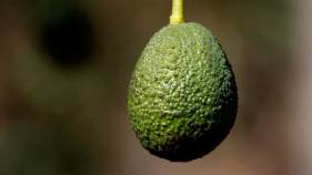 Cold Threatens Avocado Crop Ahead of Super Bowl Parties
