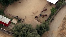 Bear Surprises Horses in Southern California Neighborhood