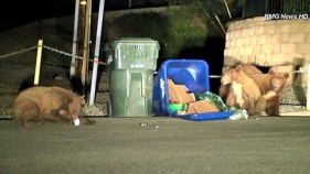 Caught on Video: Three Bears in Monrovia