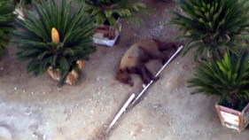 Bear's Night in Tree Ends in Bed of Pickup