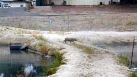 World's Largest Rodent Spotted in Paso Robles