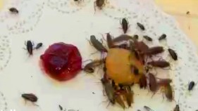 How Cockroaches Survive