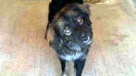 Dog Travels 100 Miles in Pickup's Engine Bay