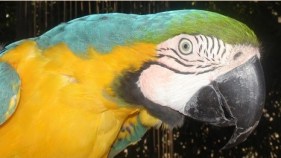 The Beautiful Birds of Free Flight