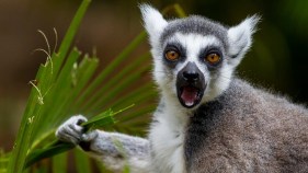 New Lemur Walk Debuts at San Diego Zoo Safari Park