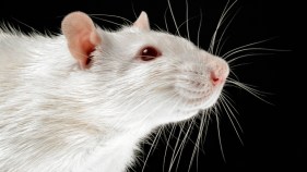 Bomb-Detecting Rats Join Colombia’s Police Force