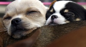 U.S. and Canada Investigate Pet Products