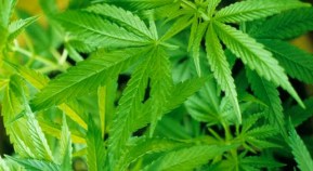 Dude, Pot Could Totally Be Legal in Cali
