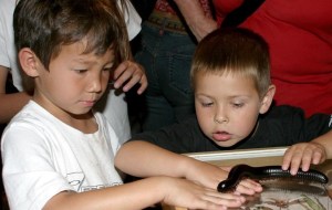 Weekend: Bug Fair