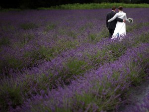 Ojai's Purple Party