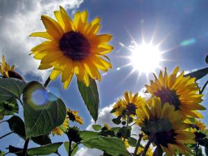 75+ Vendors: SoCal Spring Garden Show