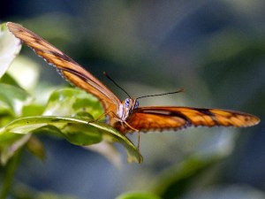Butterfly Jungle Now Open