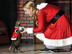 SeaWorld's Christmas Celebration