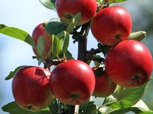 Apple Days in Julian