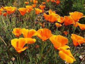 Earth Day Volunteers Needed in State Parks