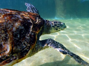 Sea Turtle Bay to Open