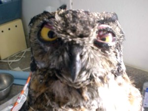 Injured owl
