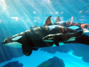 One Ocean Opening at SeaWorld
