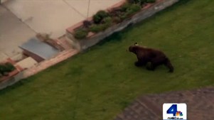 Frantic SoCal 911 Caller: “A Bear Is in My House“
