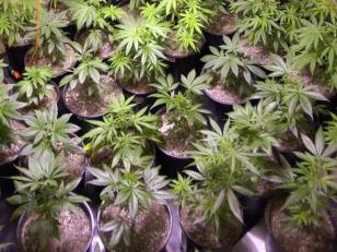 Council Needs More Time on Dispensary Plan