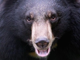 Yosemite Bears Prefer Minivans for Snack Attacks