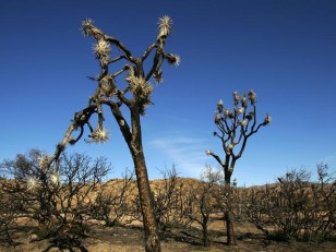 Golf Ball Mystery Solved at Joshua Tree