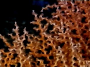 Coral Species Is Key Element of New Cancer Research