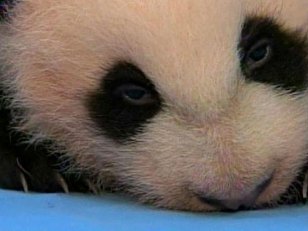 Panda Cub Is 'Crawling'