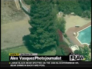Pool Day For Bear In San Dimas