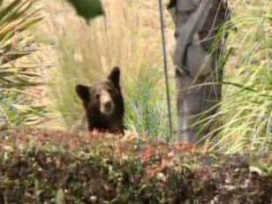 Raw Ground Video of Bear