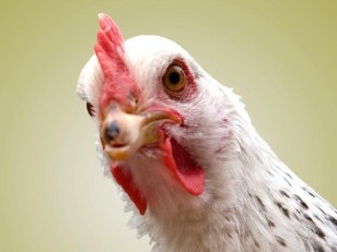 Chicken Wars: KFC Gets Up in El Pollo Loco's Grill