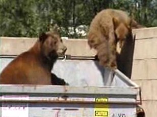 Dumpster-Diving Bears Caught on Tape