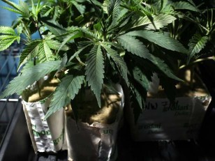 City Wants to Eradicate Greed From Green Rush