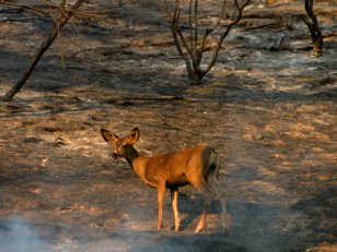 Station Fire Takes a Big Toll: Wildlife Habitat Lost